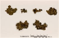 藏品(島衣屬)的圖片